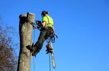 Tree-Services-2 Tree-Services-2