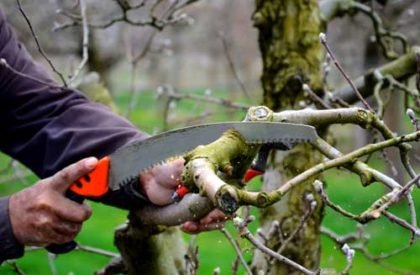 Tree-Services Tree-Services