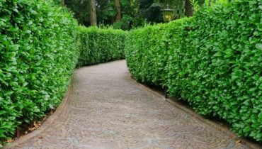 Hedge-Trimming
