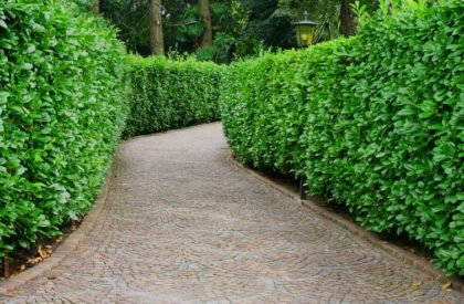 Hedge-Trimming Hedge-Trimming