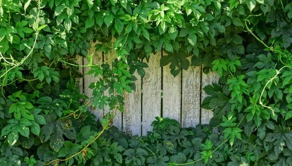 Overgrown Ivy Damaging the Fence