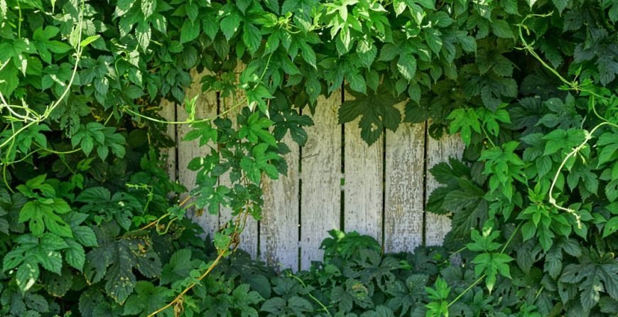 Overgrown Ivy Damaging the Fence