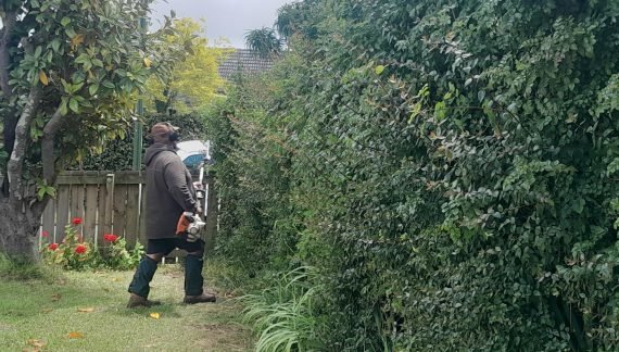 Tree Maintenance