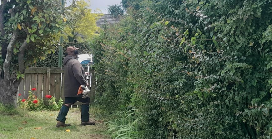 Tree Maintenance